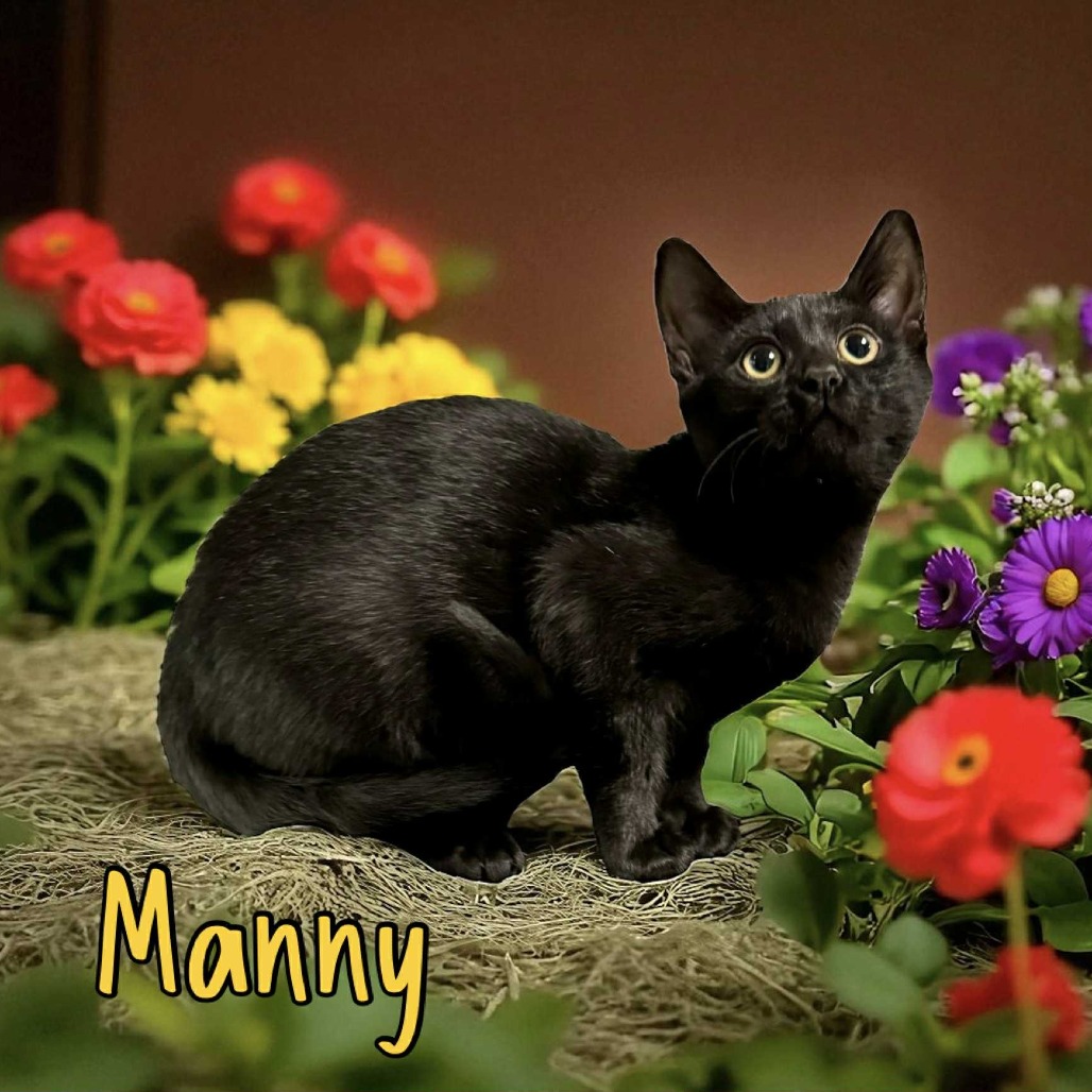 Manny - Domestic Shorthair
