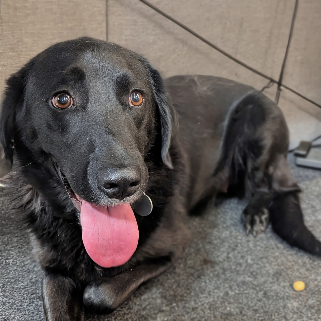 Gia - Mixed Breed (Medium)/Retriever, Black Labrador