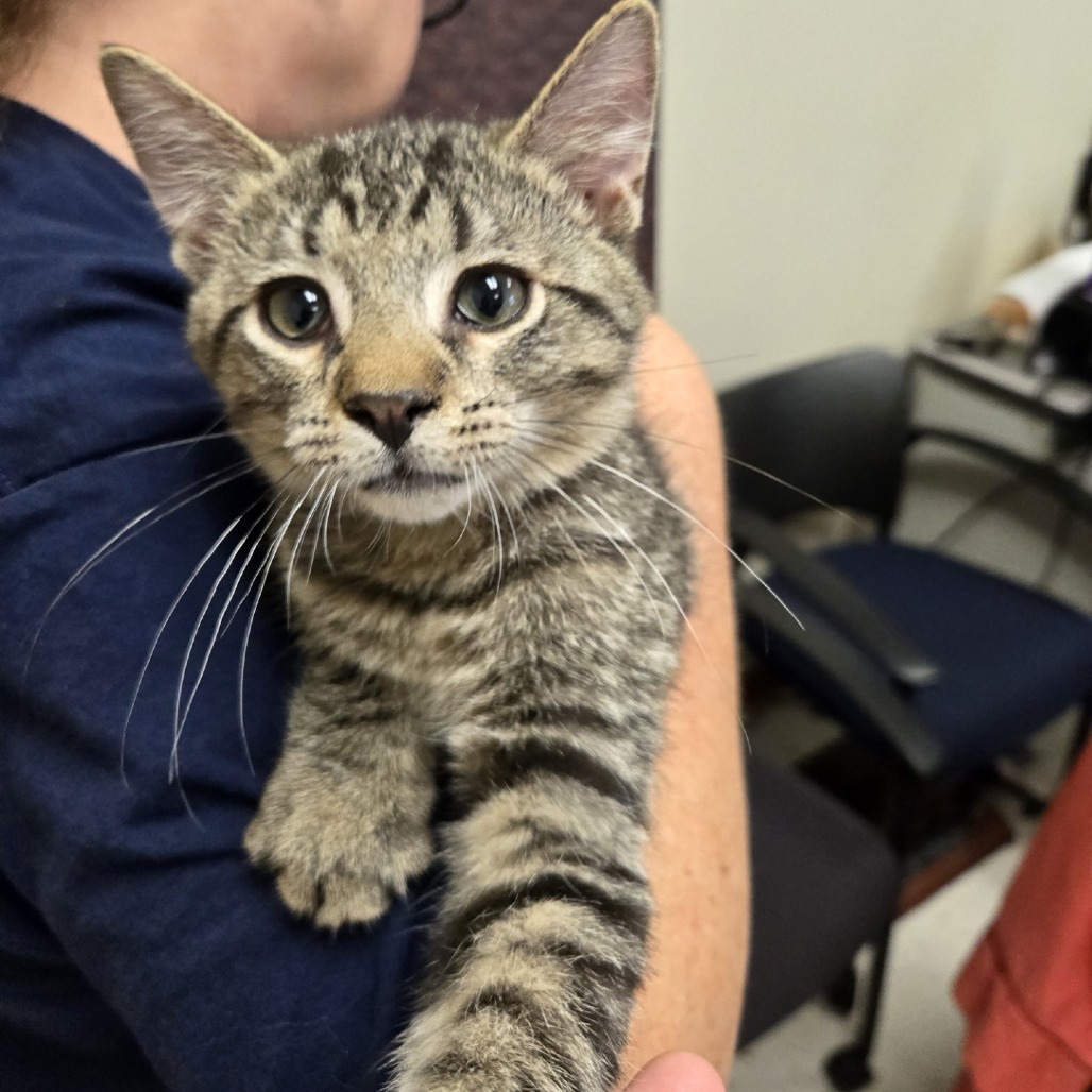 Muffler - Domestic Shorthair