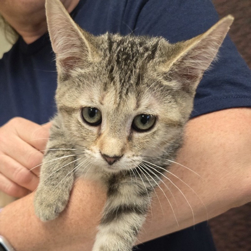 Axel - Domestic Shorthair