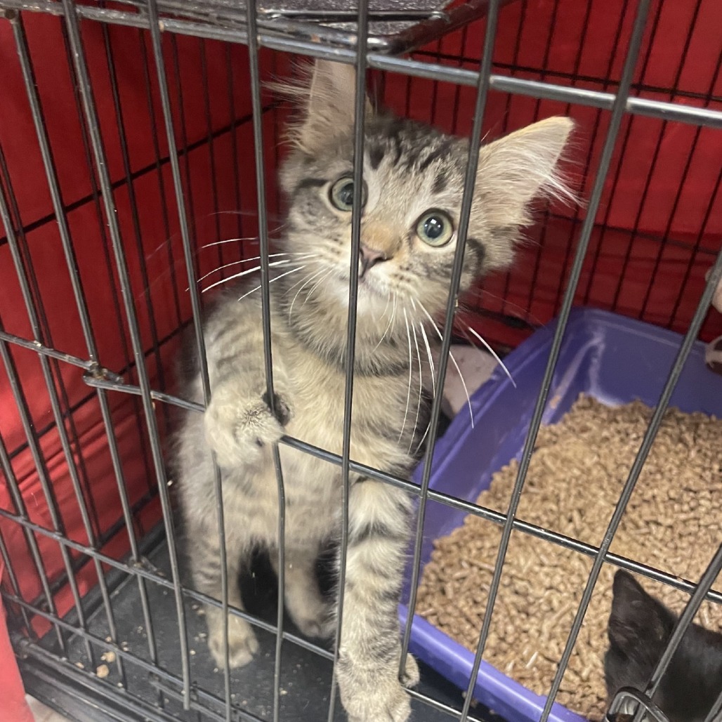 Spark Plug - Domestic Medium Hair