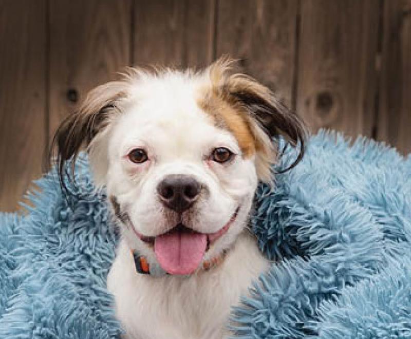 Brown and white dog smiling with tongue out somewhat covered by a fluffy blue blanket