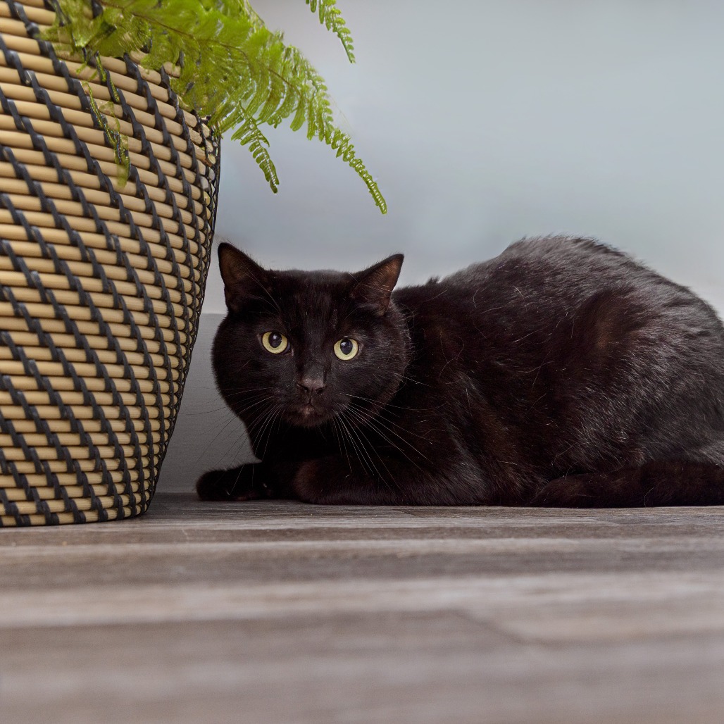 Ike - Domestic Shorthair