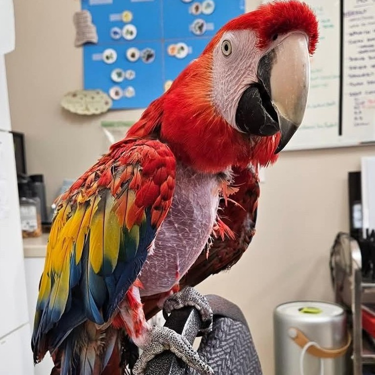 Pepper - Scarlet Macaw