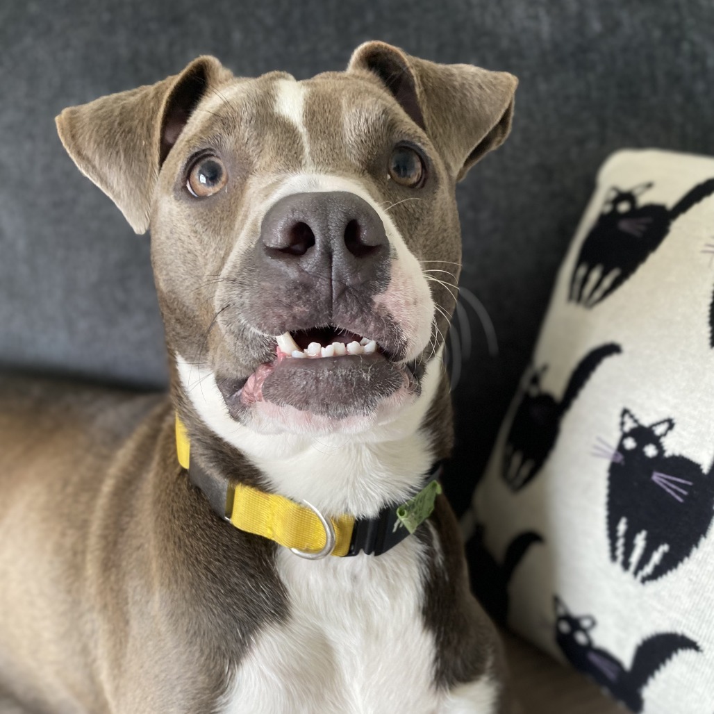 Mia - Mixed Breed (Medium)