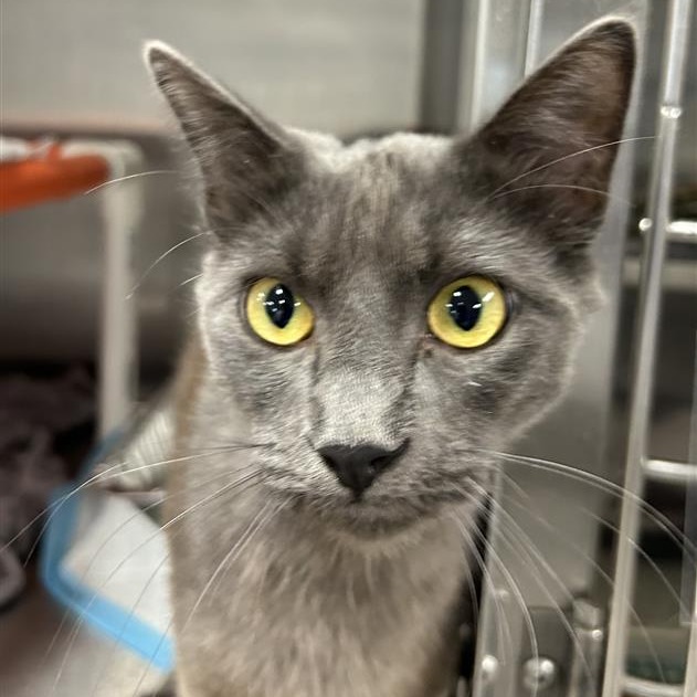 Kovu - Domestic Shorthair