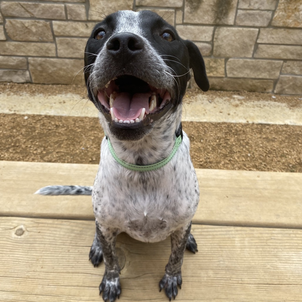 Wiggles - Cattle Dog, Australian (Blue Heeler)
