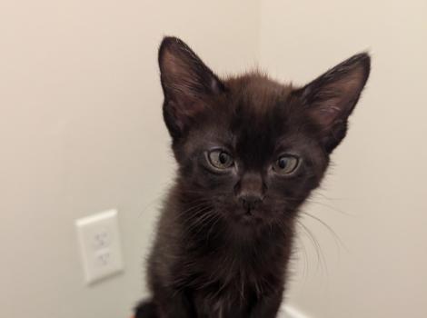 Allan the kitten standing on an orange ball
