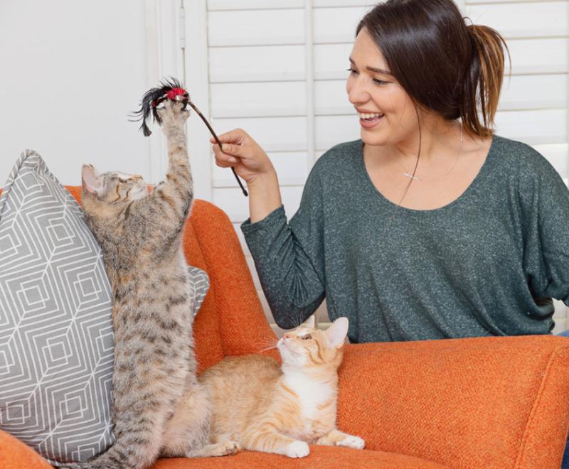 Person playing with a wand toy with two kittens