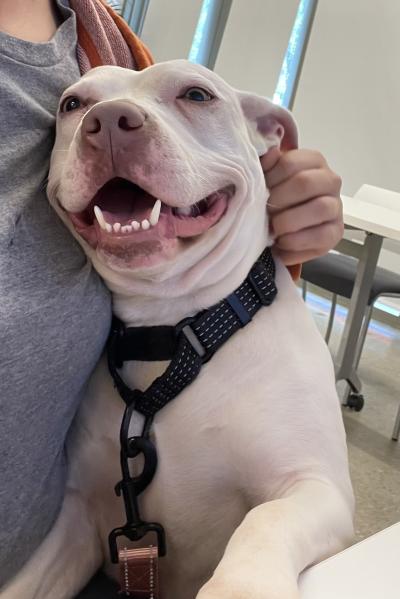 Annie the dog smiling and leaning into a person at a desk