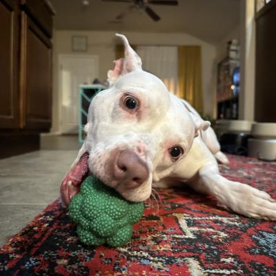 Annie the dog chewing on a stalk of broccoli
