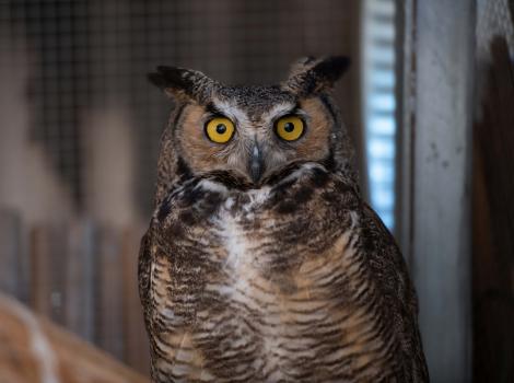 Archie the great horned owl