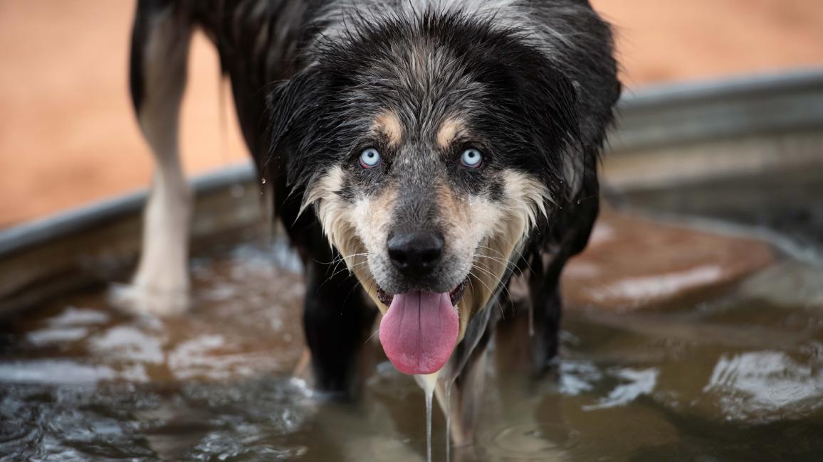 Dog standing in a pool of water with his tongue out
