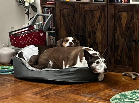 Hannibal cuddling in a dog bed with Cinnamon