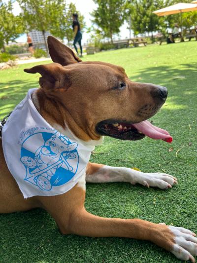 Russell the dog wearing a bandanna