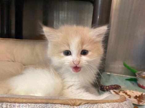 Cream and white kitten lying in a bed and meowing