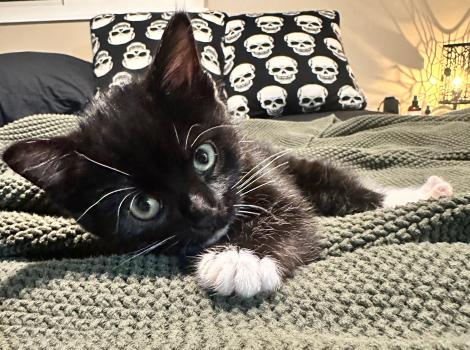 Boo, the black and white kitten, lying on a blanket