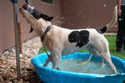 Boston the dog in a small blue kiddie pool drinking water out of a spout