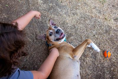 Person petting senior dog who is lying next to a toy ball