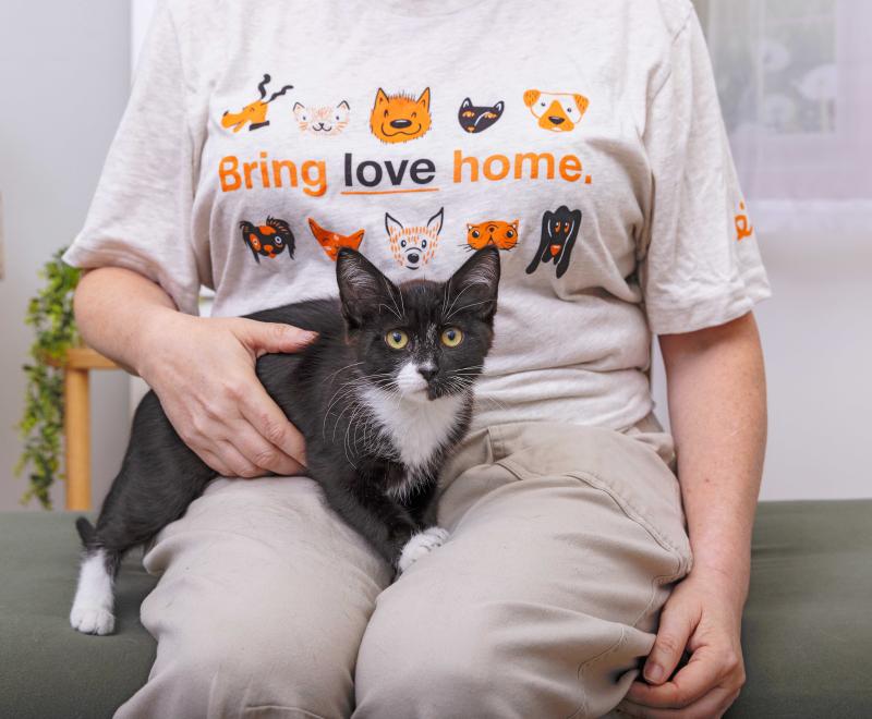 Person wearing a Bring Love Home T-shirt with a kitten in their lap