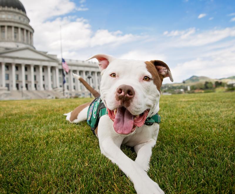 Brown and white pitbull-like dog lying on grass in front of legislative building