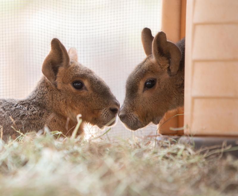Two cavies, nose-to-nose