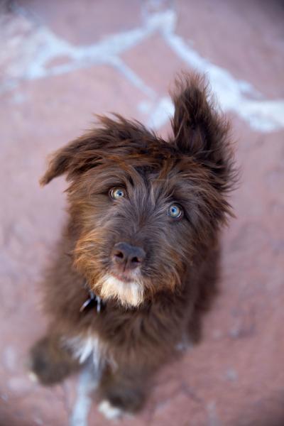 Fluffy brown dog with white chin