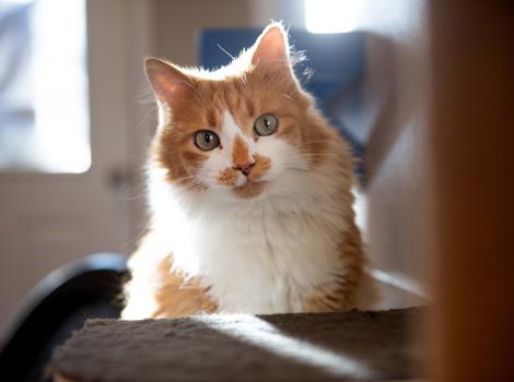 Chameleon the cat in a cat bed backlit by a sunbeam