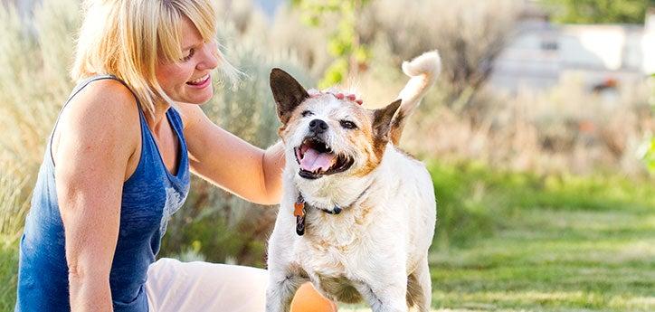 woman considering picking a pet dog during a meet and greet outside with a smiling white-and-brown dog 