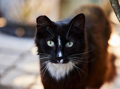 Black and white community cat with an ear-tip