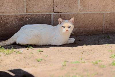 Community cat with tipped ear in shade beside a brick wall