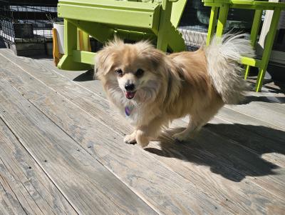 Cowboy the Pomeranian dog outside on a deck