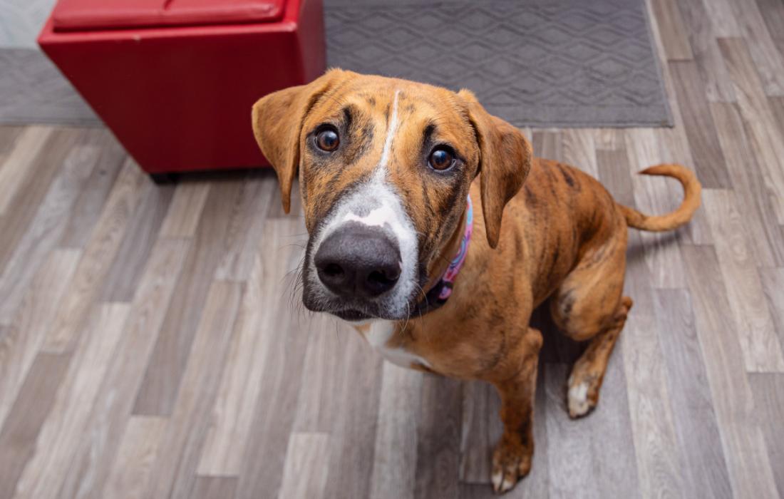 Dog looking up from a wooden floor