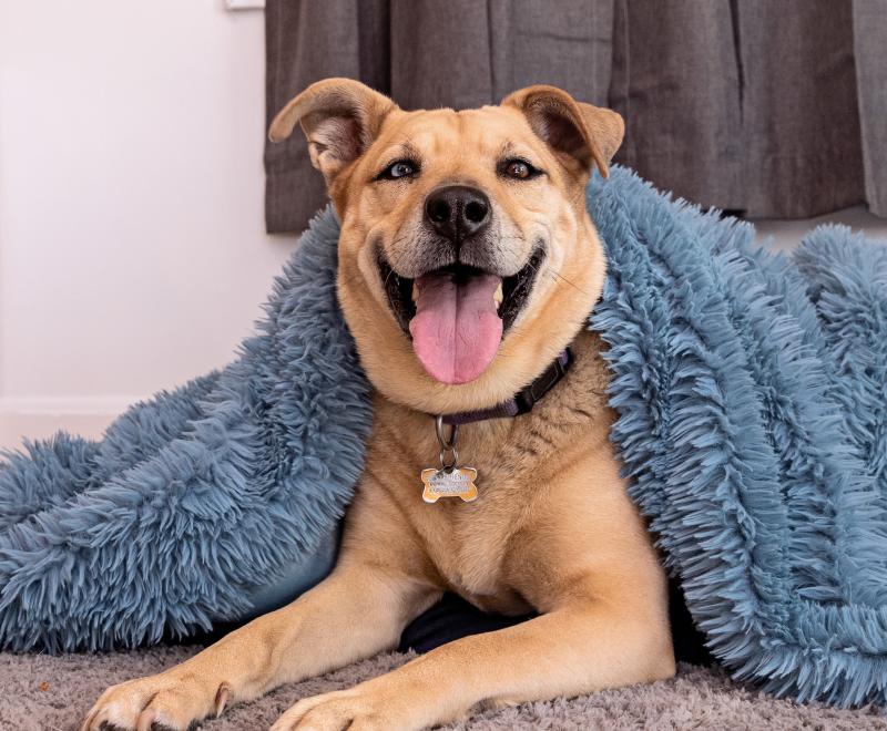 A brown dog smiles from under a fuzzy blue blanket