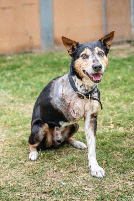 RSPCA dog Reggie