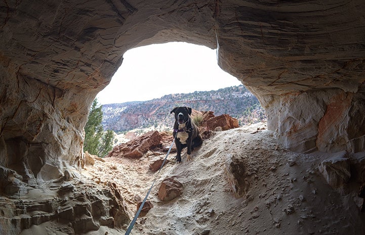 Manuel the dog standing in the opening of a cave