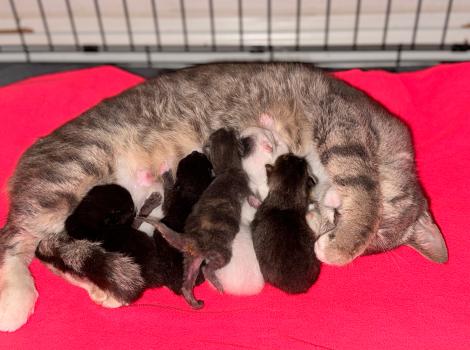 Eloise the cat lying on her side nursing her kittens