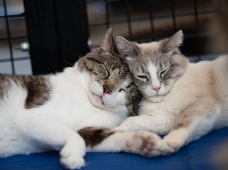 Eugene and Alice the cats snuggling with each other