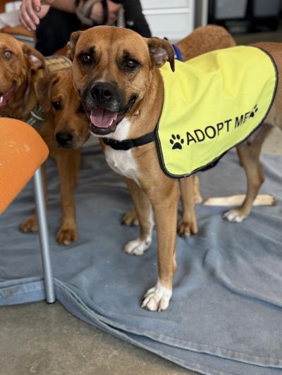 Brown and white dog wearing an "adopt me" vest