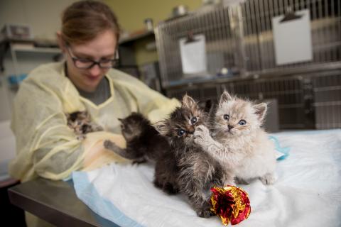 Kittens on a table pawing at each other, with a scrubbed in employee behind them.