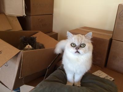 Gracie the white Persian cat on a pillow beside some cardboard boxes