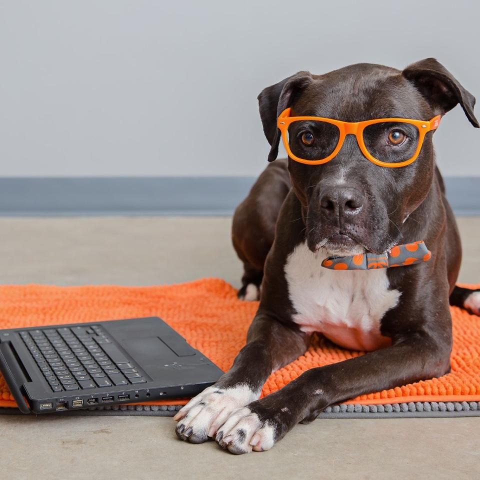Dog in orange glasses sitting politely next to laptop