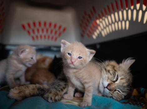 Kittens with a mama cat in a crate