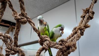 Harry and Joe enjoy their special snack.