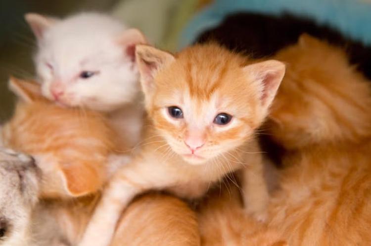 Litter of kittens, featuring an orange tabby kitten