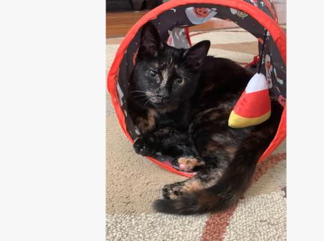 Indie the kitten in a Halloween-themed cat tube toy 