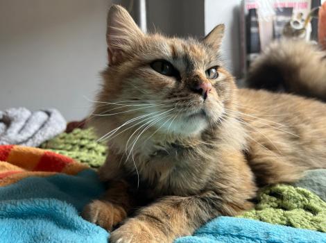 Indy the cat, lying on a blanket