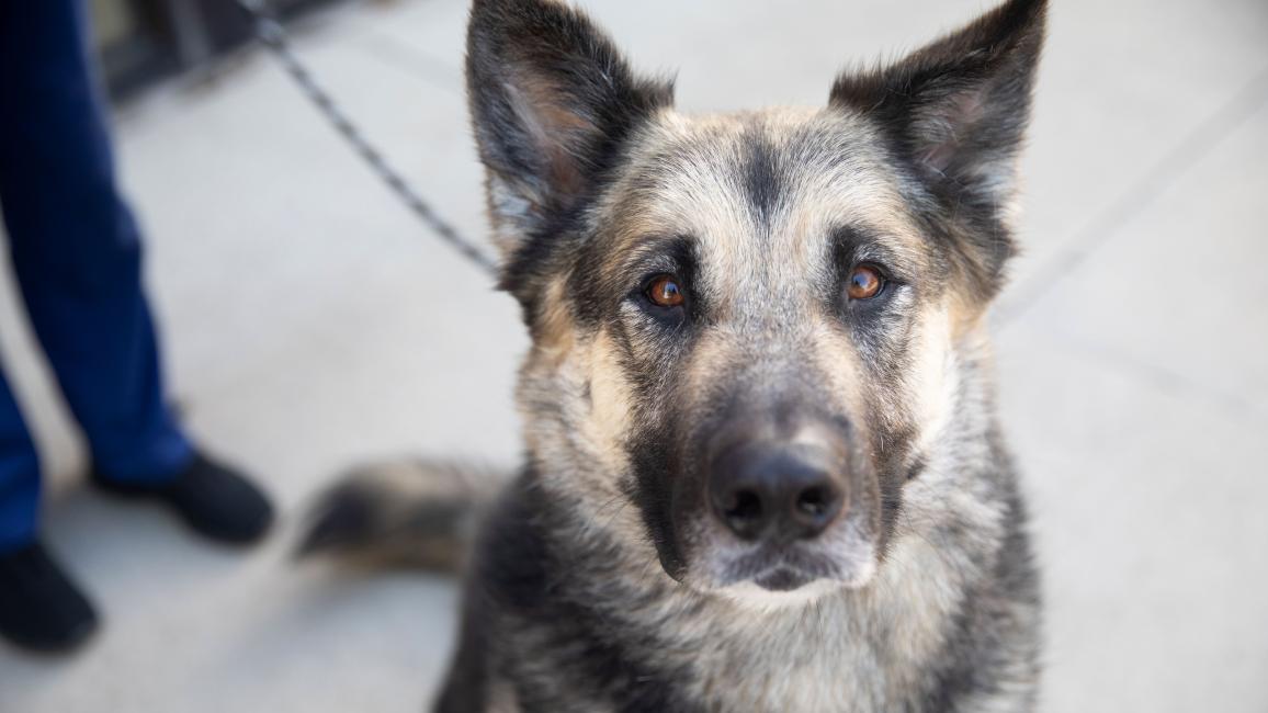 German shepherd type dog on a leash with a person behind him