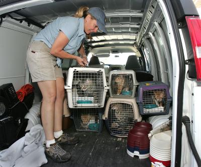 Julie Castle in a van holding a carrier with a cat, beside other cats in carriers