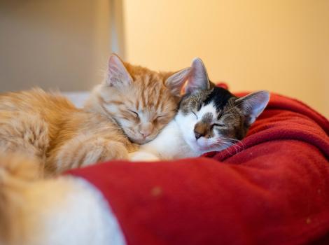 Two kittens snuggled sleeping together on a red bed